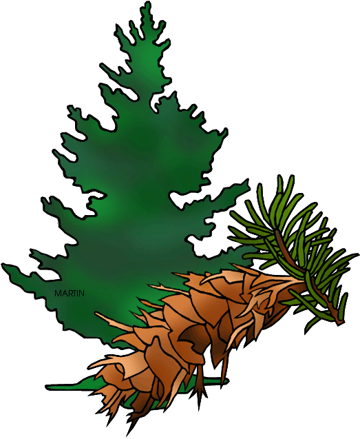 Fir Tree Clipart Douglas Fir - State Tree Of Oregon (547x648)
