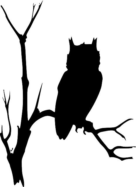 Free Image On Pixabay - Owl On Branch Silhouette (464x640)