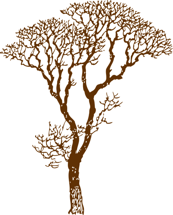 Tree Bare Ecology Environment Nature Forest - Tree Bare Ecology Environment Nature Forest (579x720)