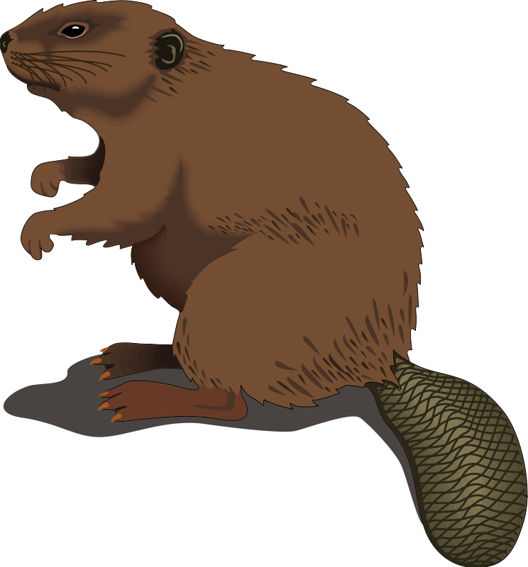 Brown Cartoon Beaver Clip Art - Brown Cartoon Beaver Clip Art (744x800)