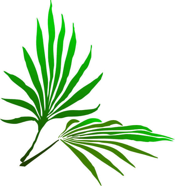 Fresh Palm Tree - Fresh Palm Tree (558x595)