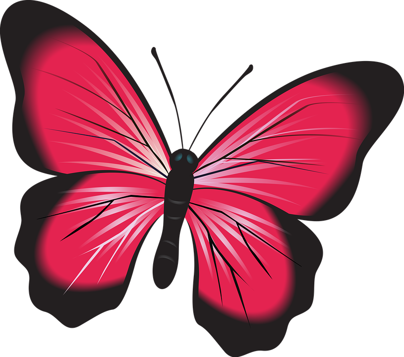 Butterfly Pink Clip Art Insect Nature Natural Bug - Fluturi Imagini (815x720)