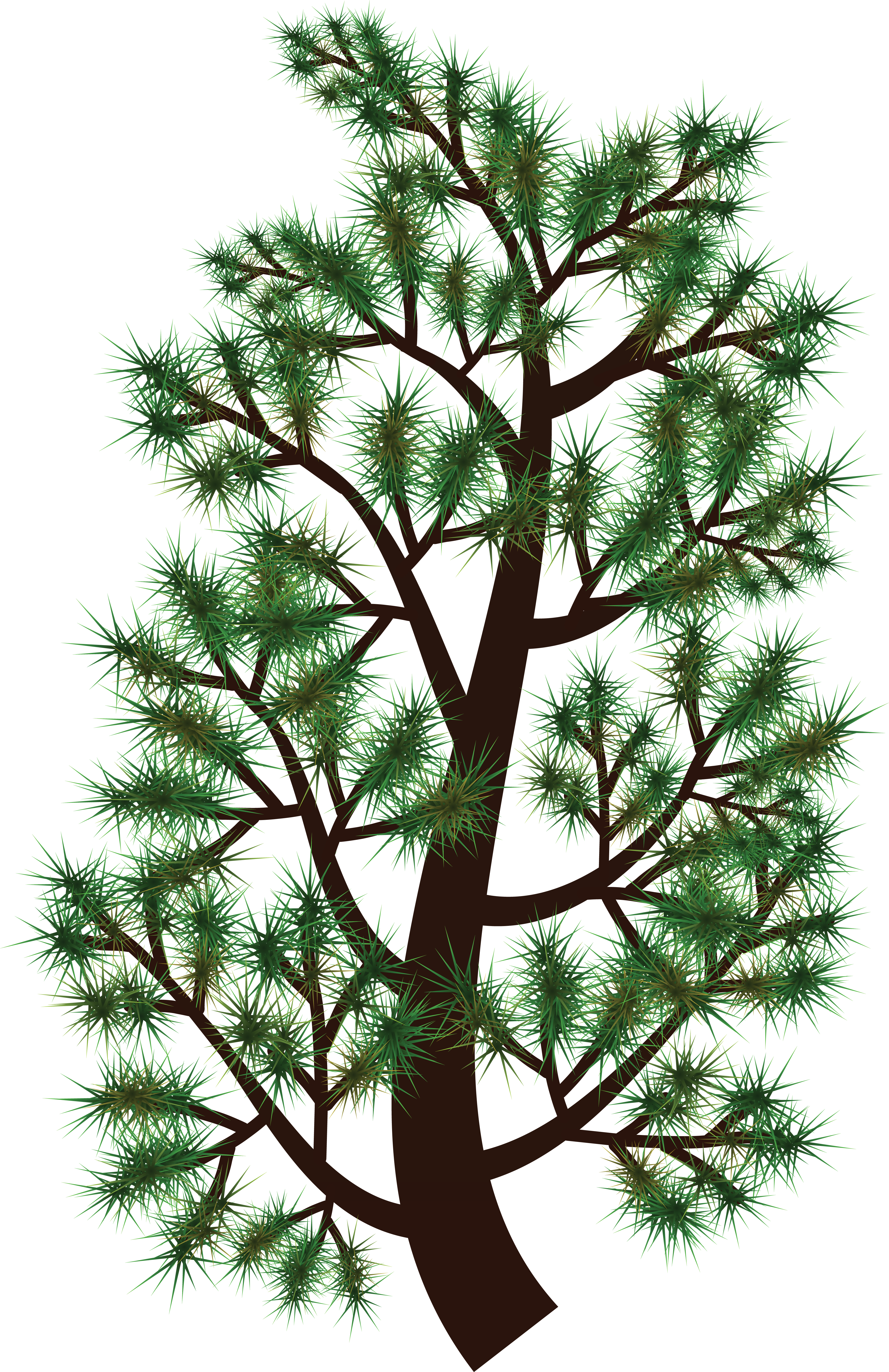 Free Clipart Of A Pine Tree Branch - Free Clipart Of A Pine Tree Branch (4000x6172)