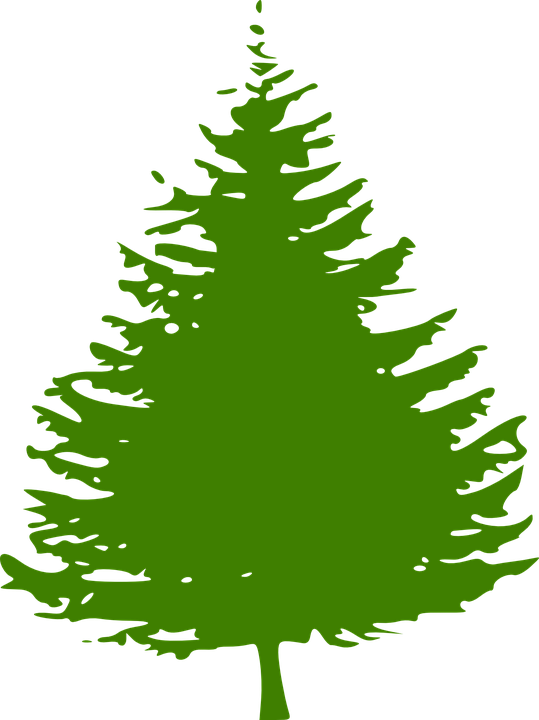 Pine Clipart Fir Tree - Fir Tree Clip Art (539x720)