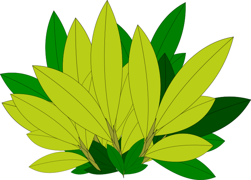 Clipart Tree Leaf Foliage Leaves Pencil And In Color - Tree (1048x750)