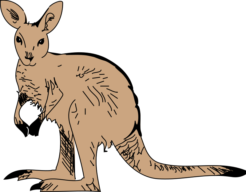 Cute Furry Kangaroo Clip Art - Animated Kangaroo Png (800x624)