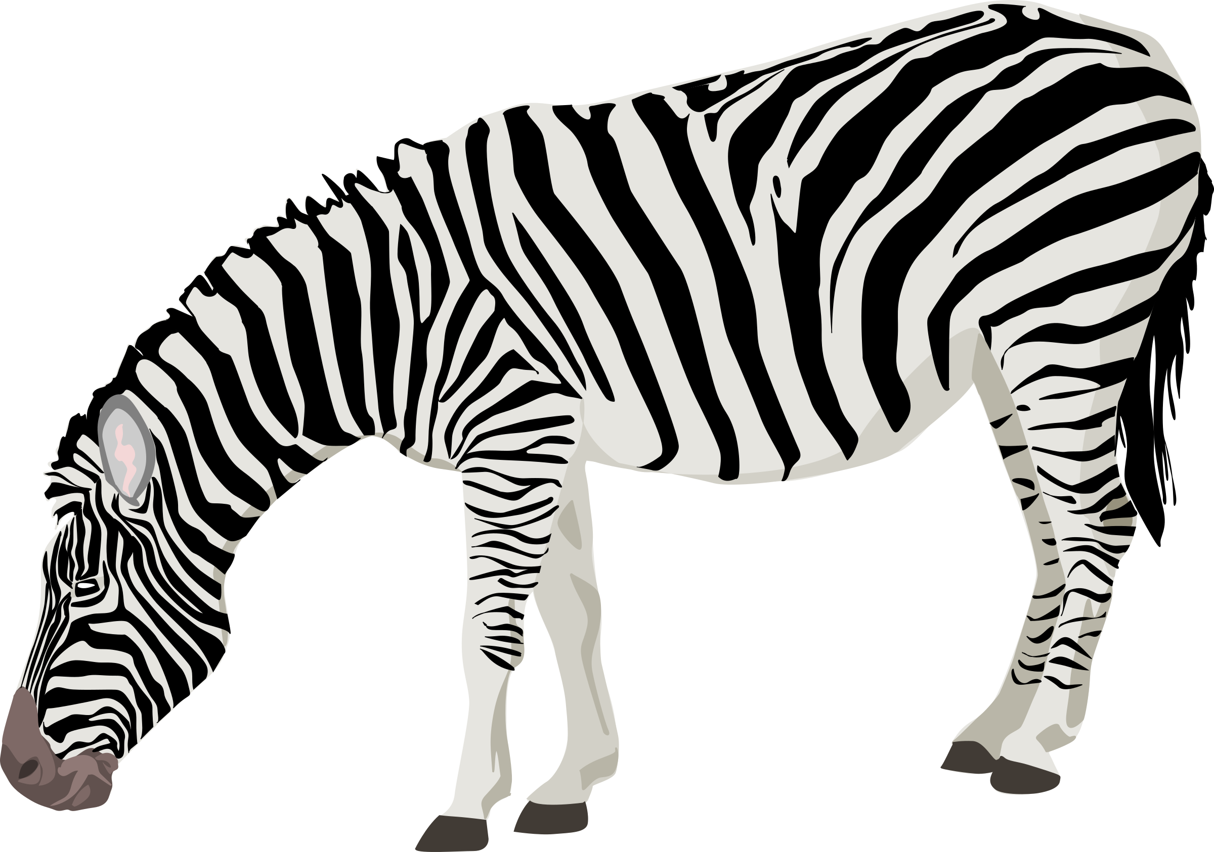 Zebra Clipart Transparent Background - Zebra Png (2400x1686)