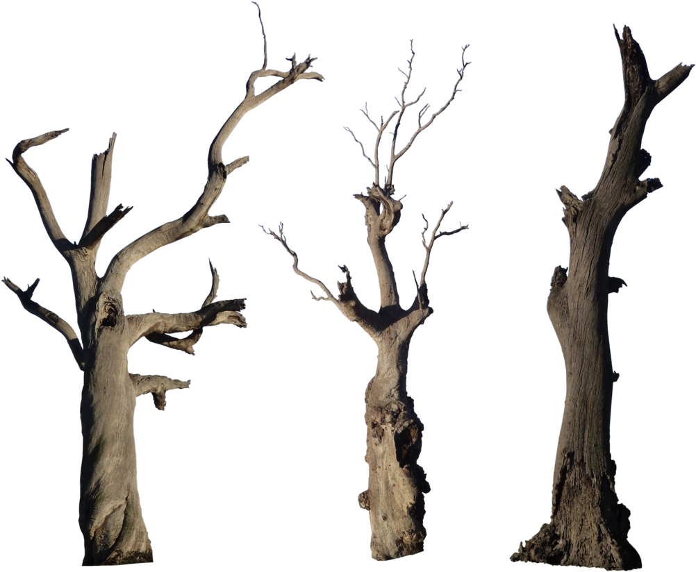 Dead Tree Pack - Bare Tree Branch Png (1024x841)