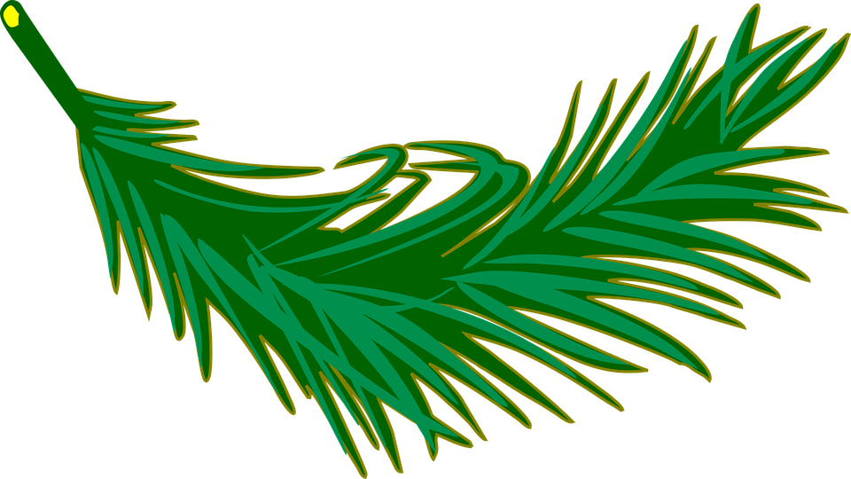 Branch Frond Leaf Leafy Leaves Palm Plant - Palm Leaf Clip Art (960x540)