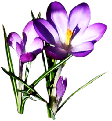 Lilac Crocus - Purple Spring Flowers Clipart (376x413)