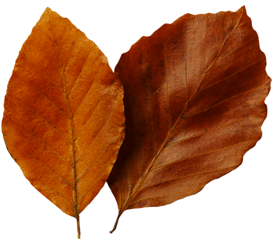 Fall Leaf Clip Art - Autumn (413x347)