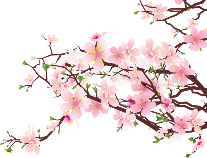 Cherry Blossom Clip Art - Cherry Blossom Clip Art (675x514)