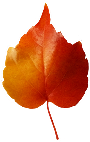 Small Red Yellow Leaf Clipart - Small Leaves (315x472)