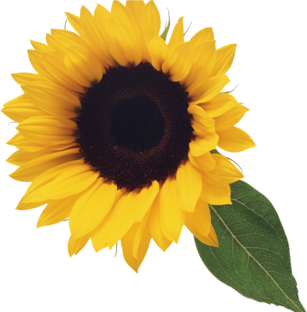 Sunflower Clipart Free Sunflower Clip Art Clipart Free - Sunflower Png Clipart (1024x1024)