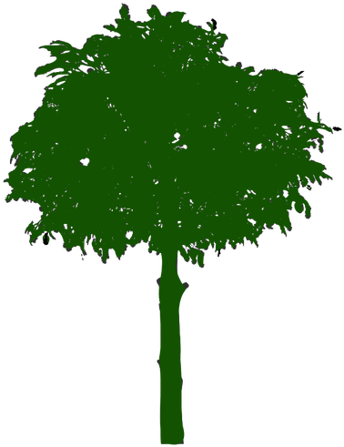 1205 Free Clipart Bare Tree Branches Public Domain - 1205 Free Clipart Bare Tree Branches Public Domain (387x500)