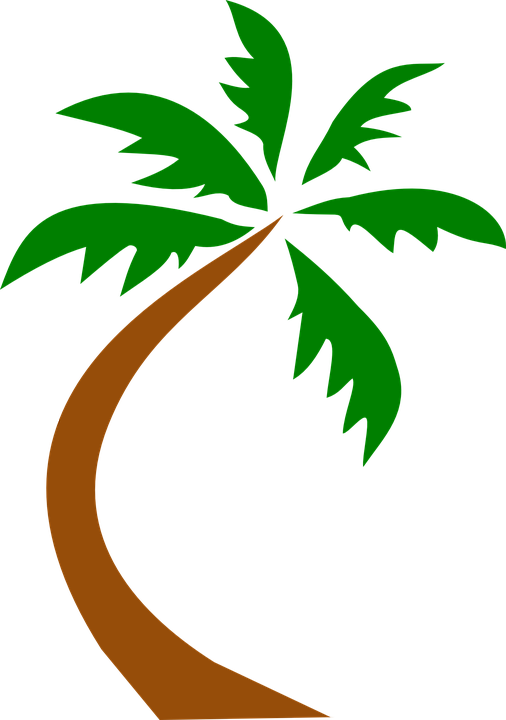 Coconut Palm Tree Curved Twisted Palm Tropical - Coconut Palm Tree Curved Twisted Palm Tropical (506x720)