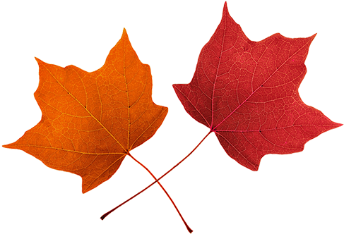 Leaves Clip Art - Red Fall Leaves Clip Art (502x353)
