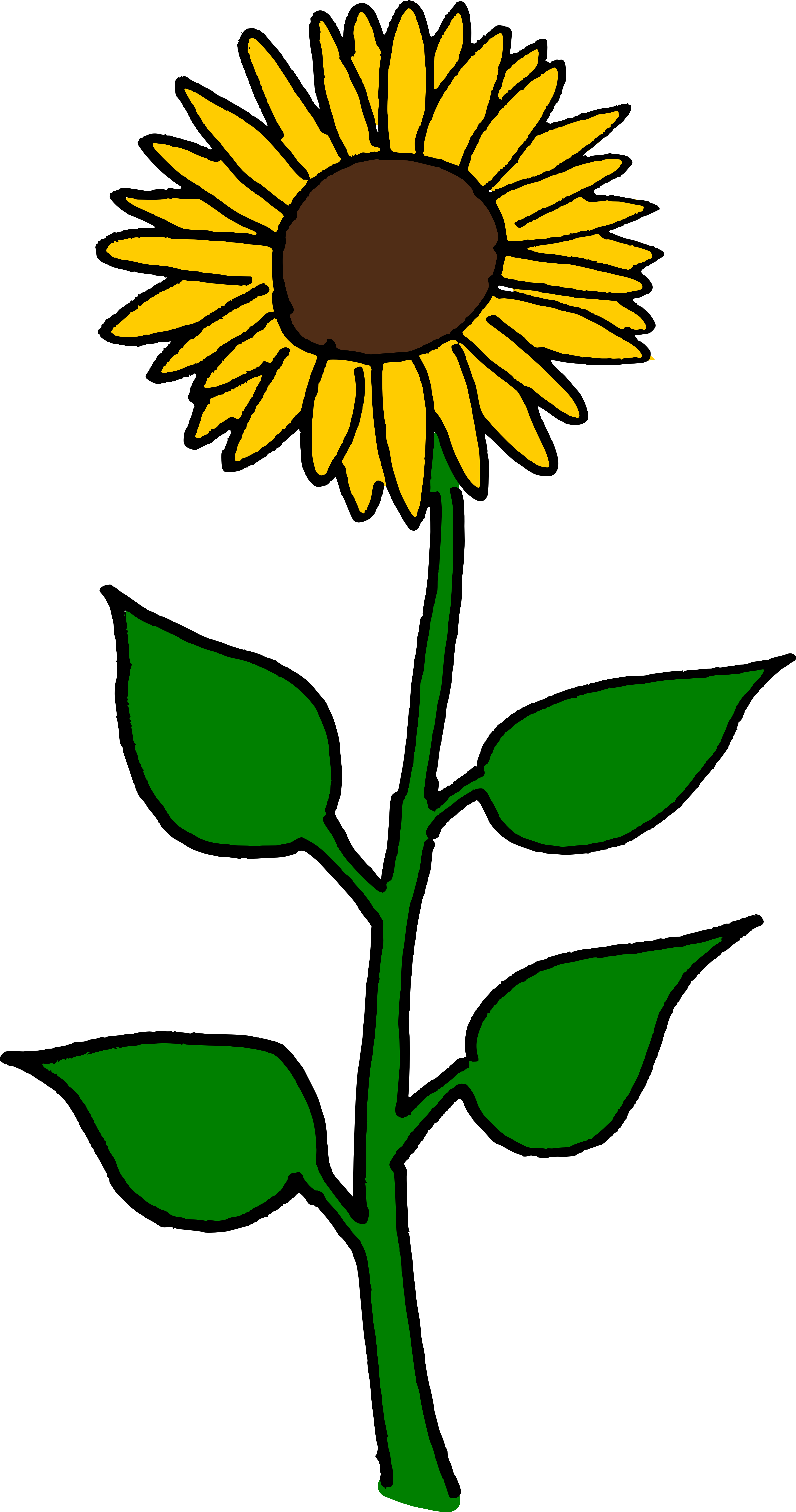 Common Sunflower Sunflower Seed Helianthus Giganteus - Giant Sunflower Clip Art (3961x7520)