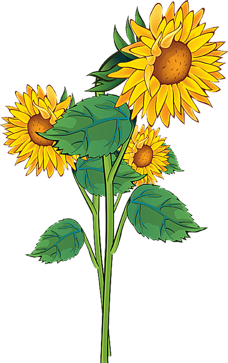 Grab This Free Summer Flower Clip Art - Sunflower Clipart (735x1168)