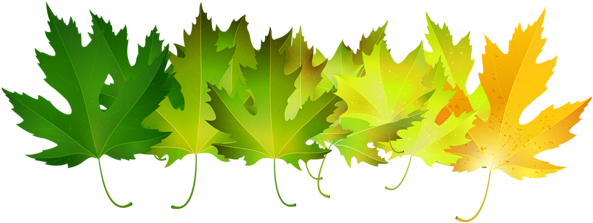 Green Autumn Leaves Transparent Clip Art Image - Maple Leaf (600x227)