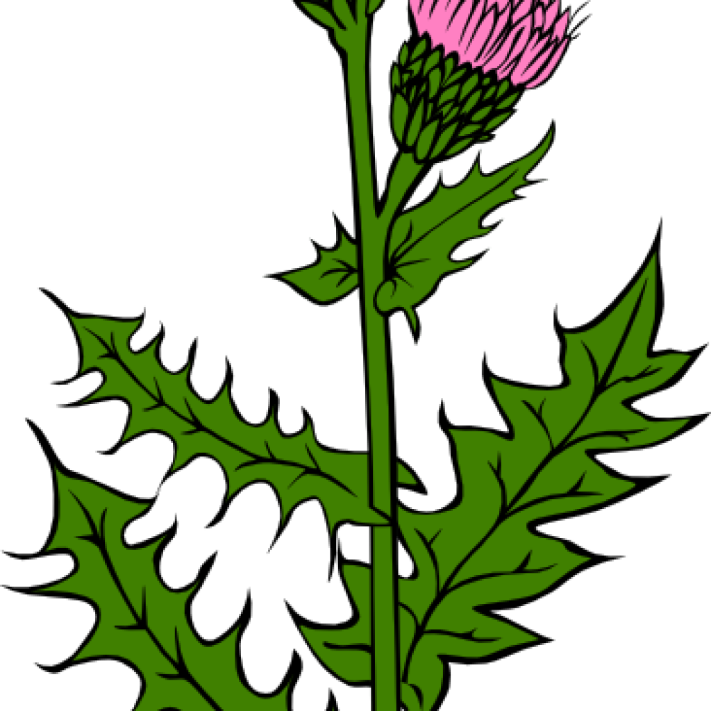 Weed Clipart Weed With Pink Buds Clip Art At Clker - Cirsium Arvense (1024x1024)