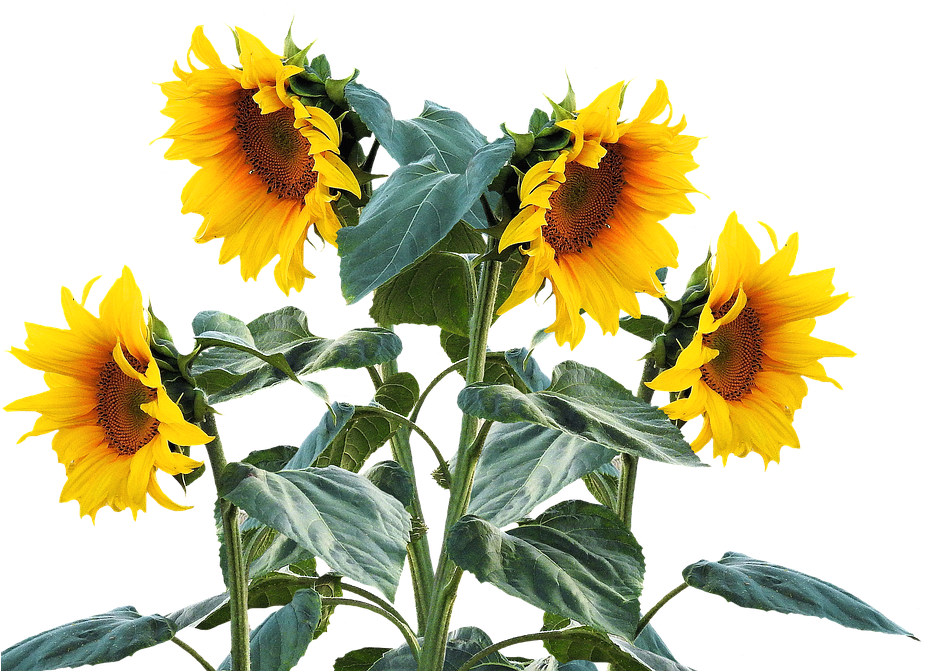 Sunflower Free Sunflower Free Pictures On Pixabay Clip - Sunflower Plant Png (960x677)