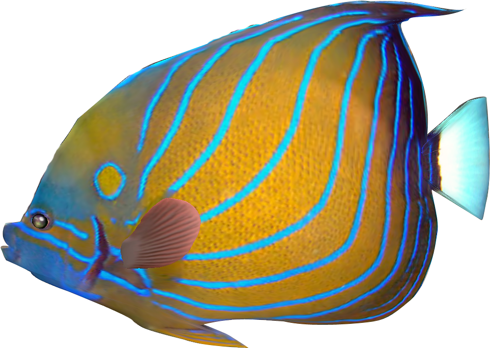 Tropical Fish Clipart Transparent Fish - Tropical Fish Png Transparent (1018x726)