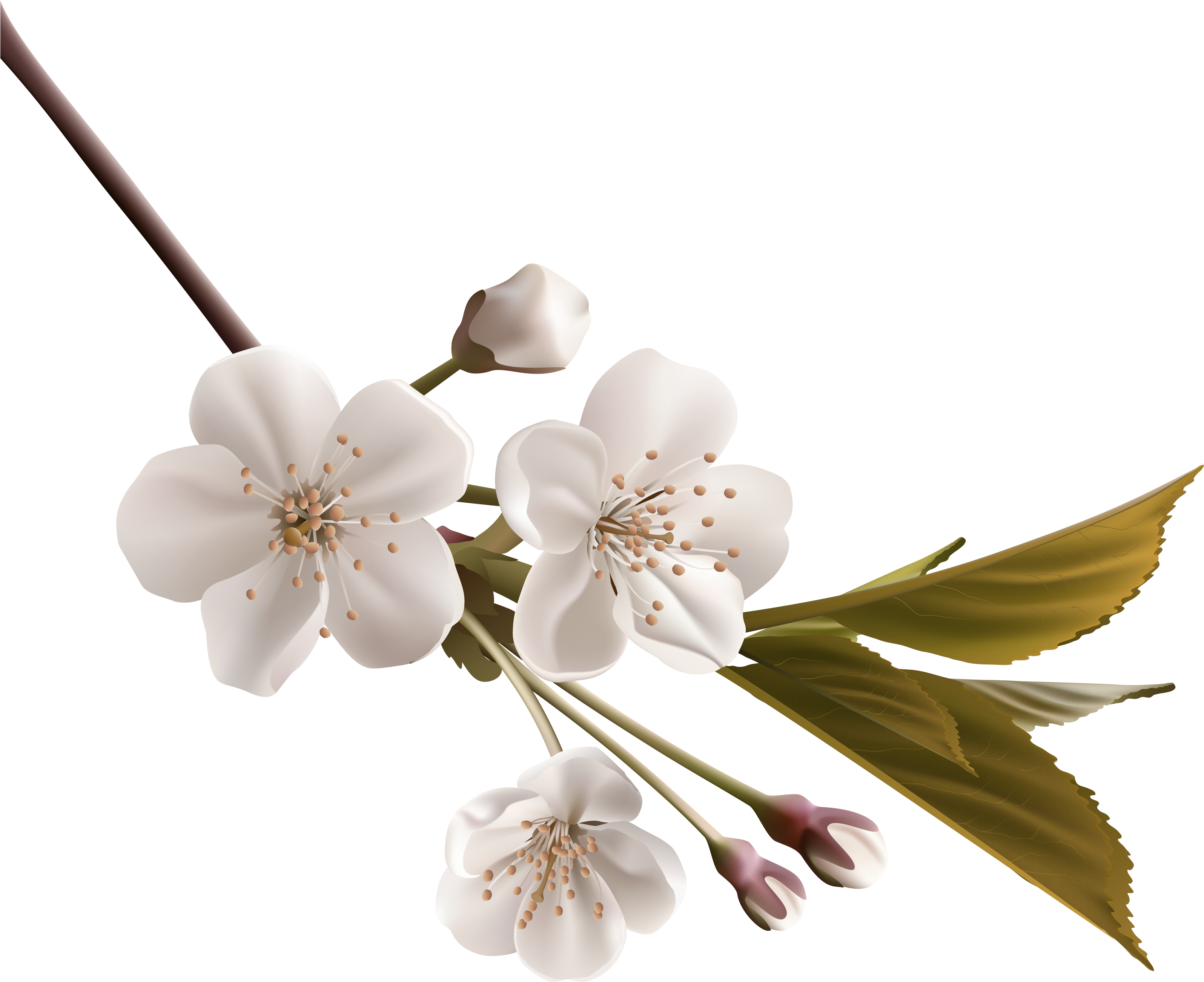 White Flower Clip Art - White Flower Clip Art (3230x2617)
