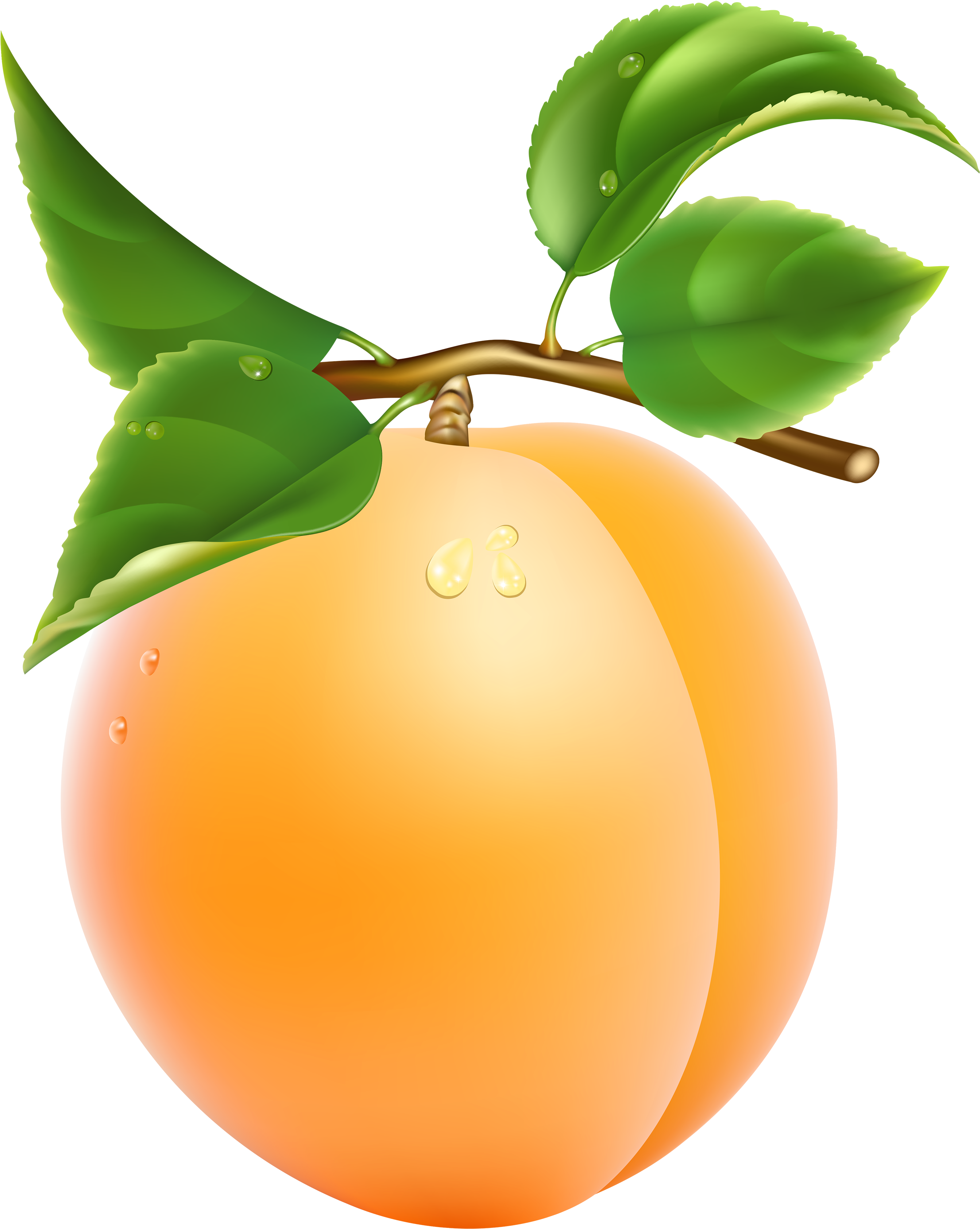 Apricot Transparent Png Clipart Picture - Apricot Clipart (3126x3541)