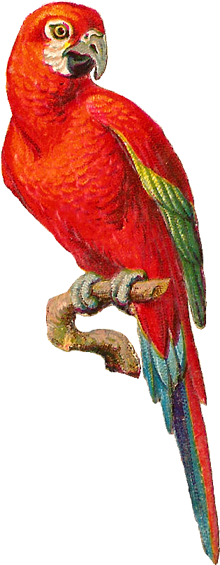 Antique Images - Parrot Graphic (722x1032)