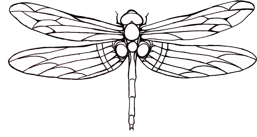 Tattoo Dragonfly Drawing Clip Art - Dragonfly Tattoo Outline (900x517)