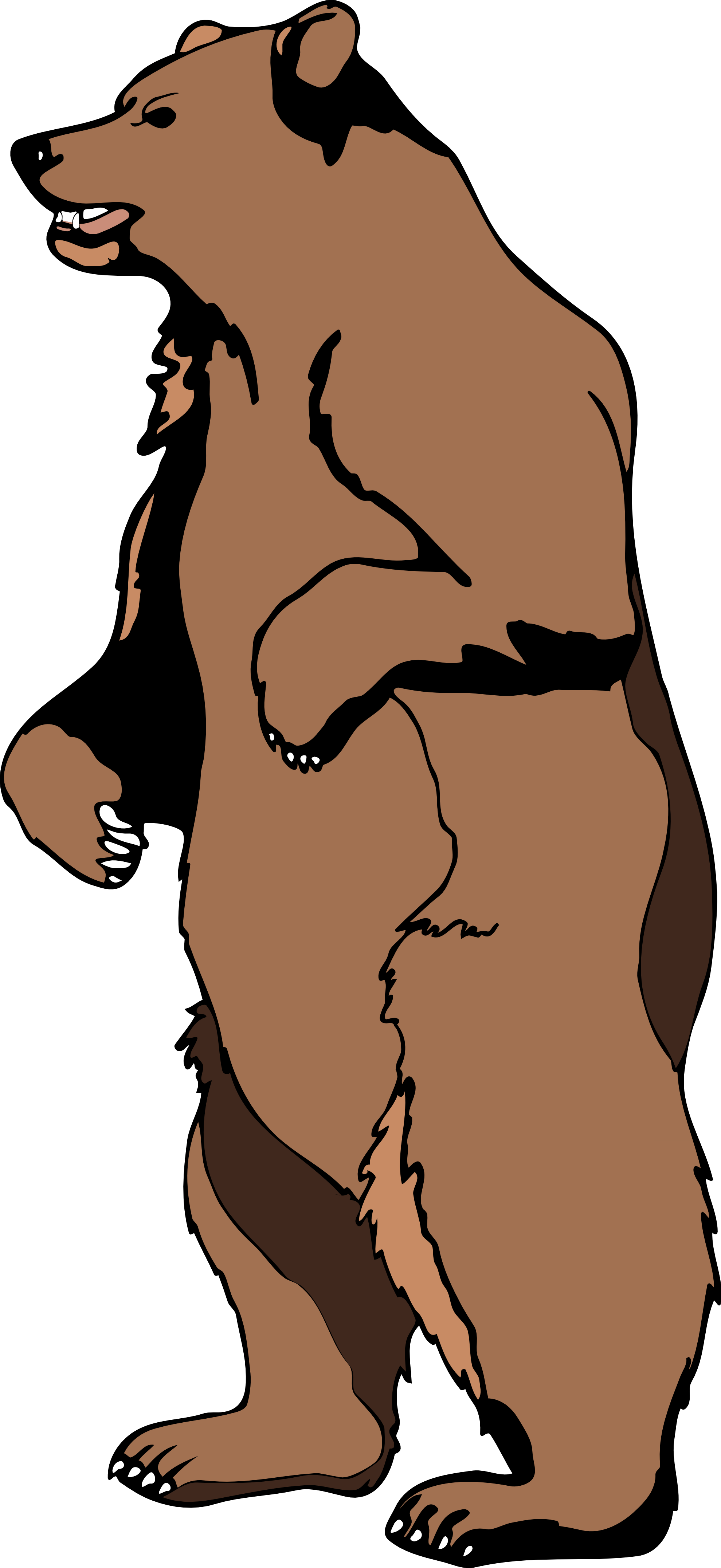 Clipart Info - Grizzly Bear Standing Clipart (2555x5558)