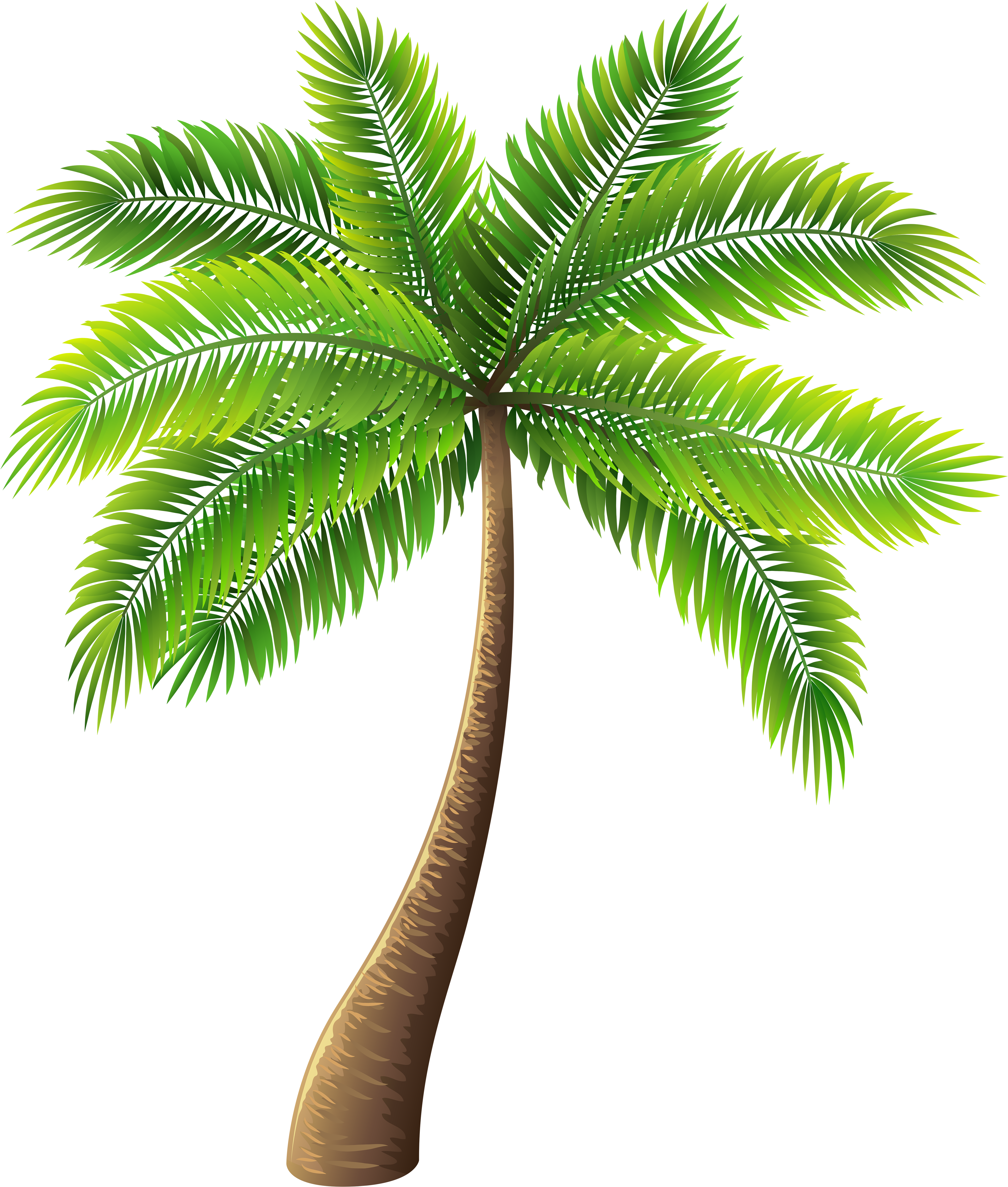 Palm Clipart (5134x6000)