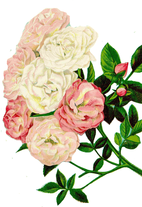 Roses Clipart Floral Clipart Flowers - Clipart Bunga (538x720)