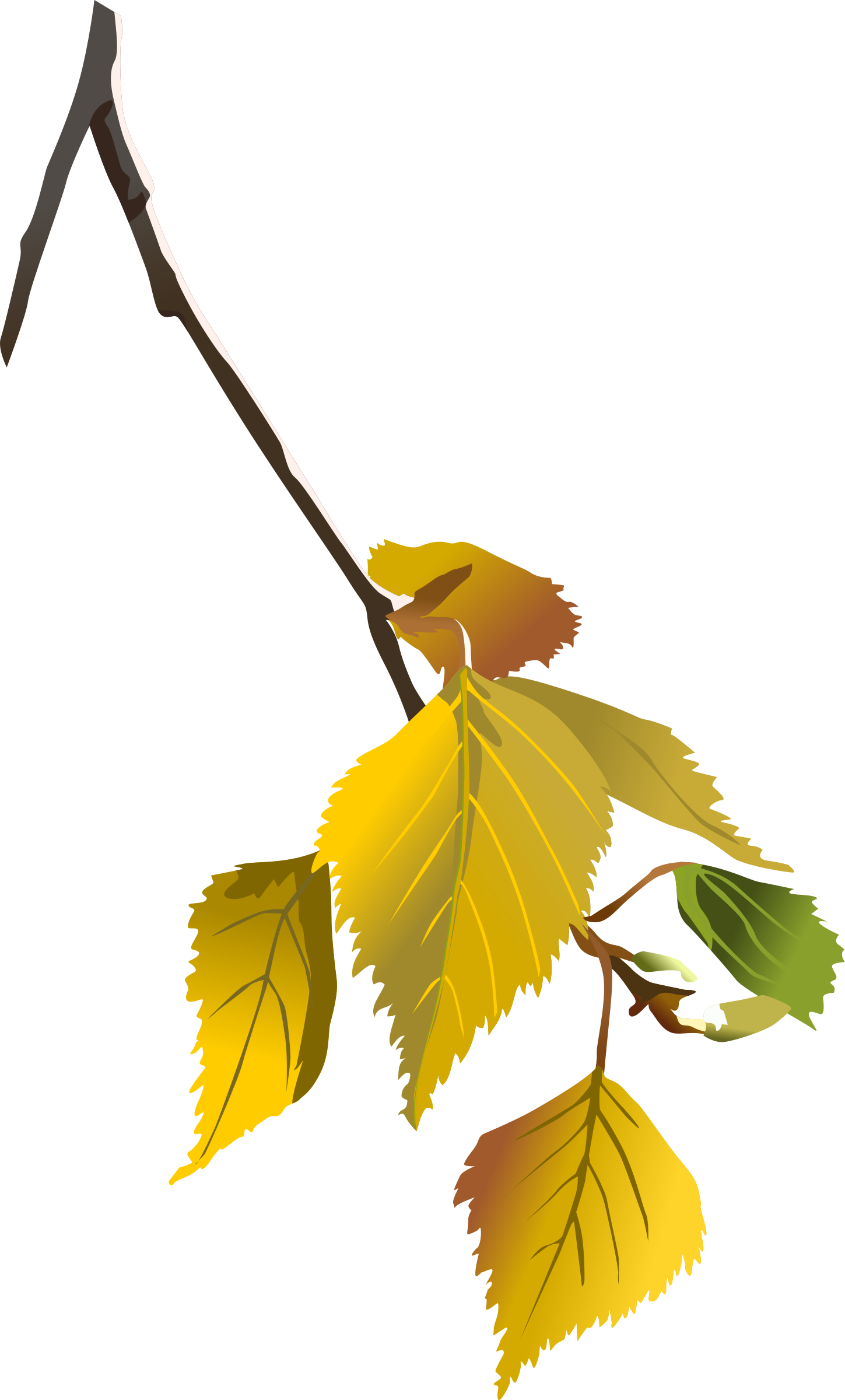 Big Image - Autumn Leaves Tree Branch Png (1449x2400)
