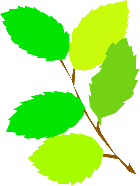 5 Green Leaves Clipart (541x720)