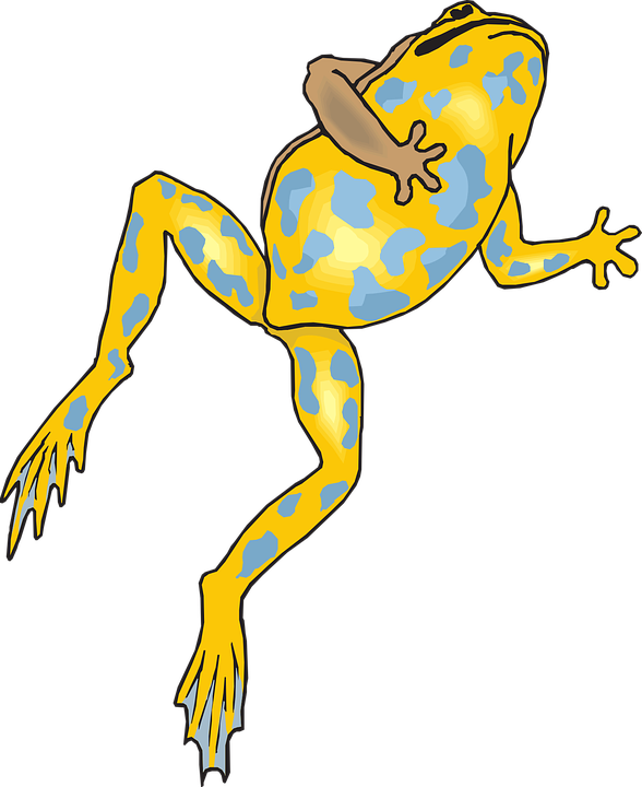 Frog Amphibian Rainforest Jungle Exotic Wildlife - Frog Jumping Transparent Png (588x720)