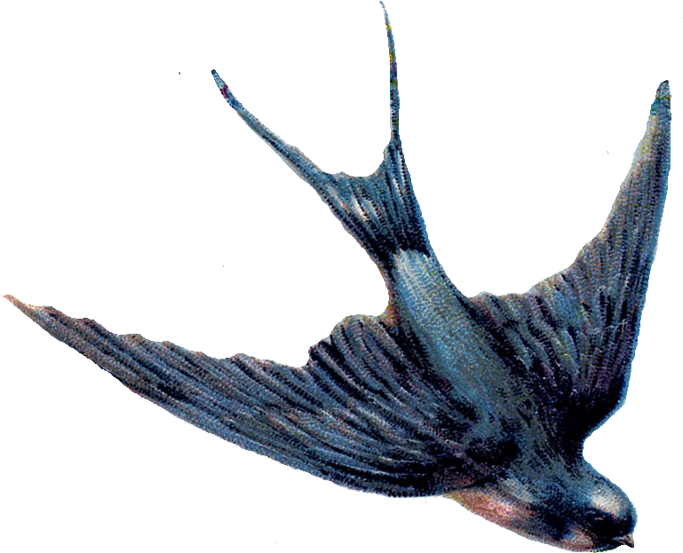 Swallow Png Png 782 678 A Animals My Bird House Diving - Swallow Png (782x678)