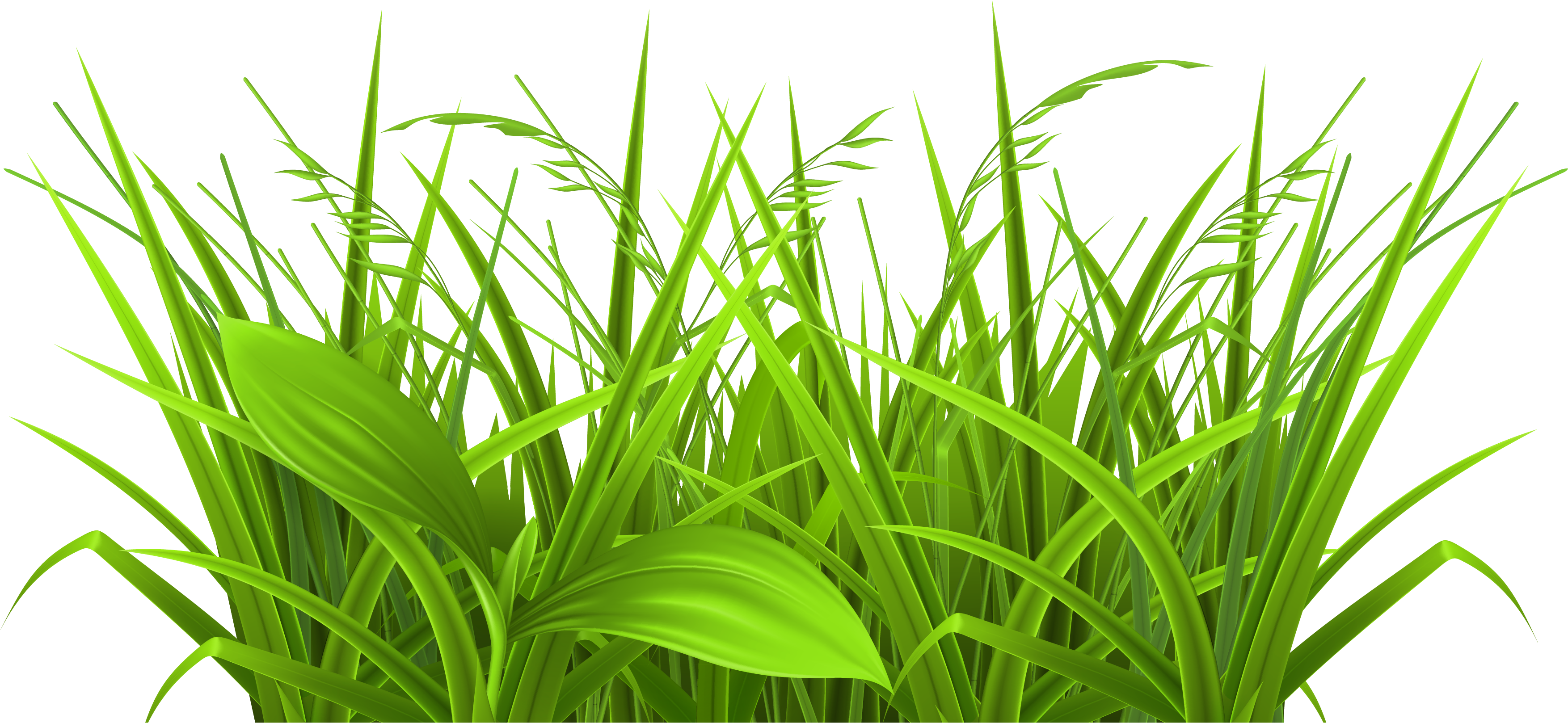 Transparent Grass Clipart - Physiological Efficiency For Crop Improvement (3758x1907)