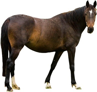 Animal Clip Art - Horse With Transparent Background (413x384)