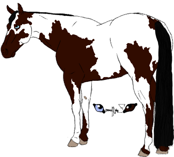 American Paint Horse Foal Drawing Clip Art - American Paint Horse Foal Drawing Clip Art (900x655)