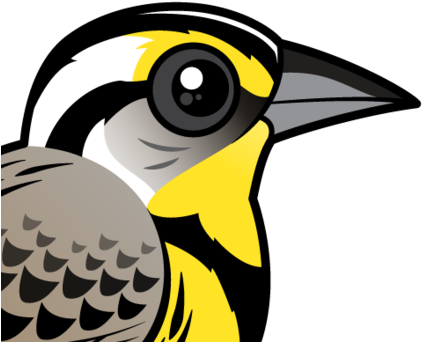 About The Western Meadowlark - Western Meadowlark (440x440)