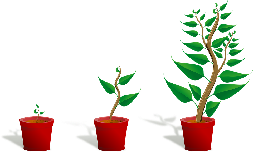 Sapling Plant Growing Seedling Growth Pott - Getting To Know Plants (960x578)