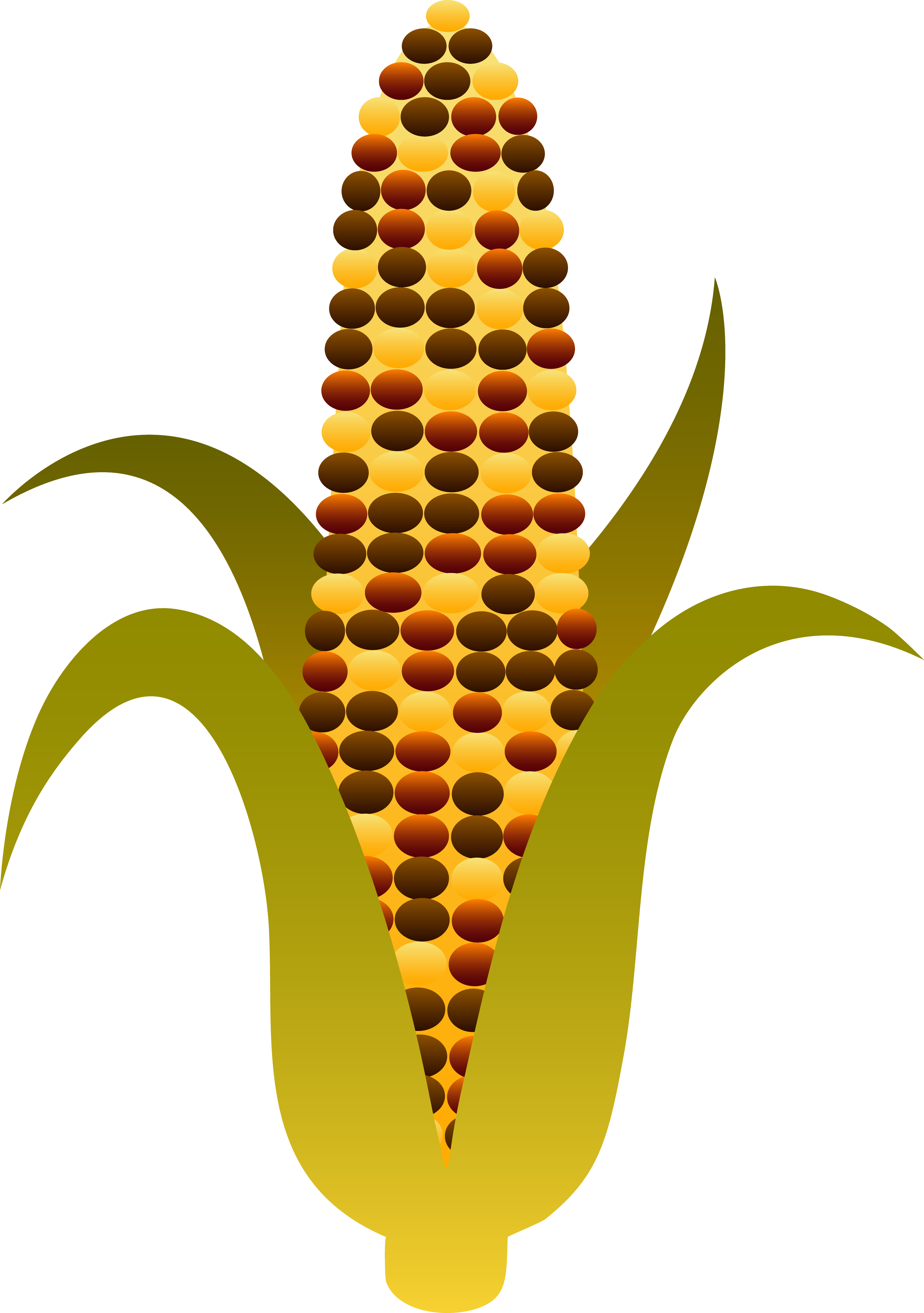 Indian Harvest Corn Maize - Indian Corn Clipart (3751x5330)