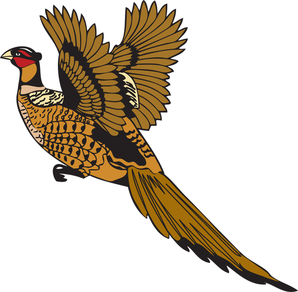 Pheasant (613x600)