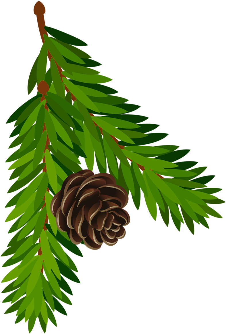 Pine Cone Branch Clip Art Pine Tree Branch Clipart - Pine Branch Clipart (800x1197)