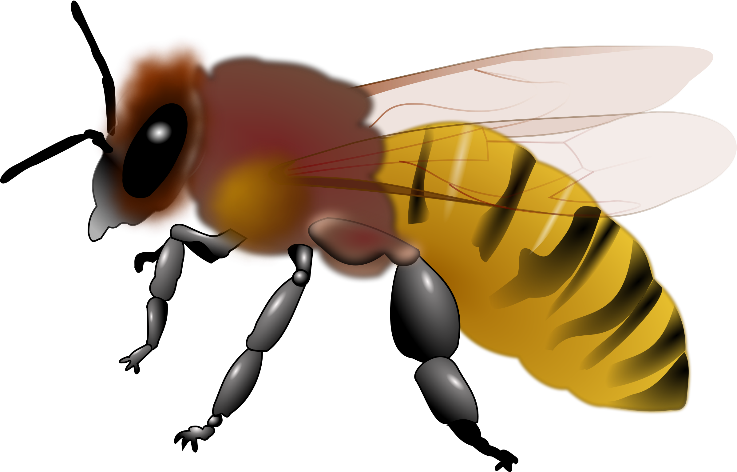 Bee Clipart - Free Clip Art Honey Bee (2400x2400)