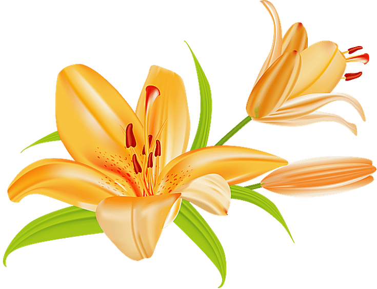 Grab This Free Summer Flower Clip Art - Lily Clip Art (735x564)