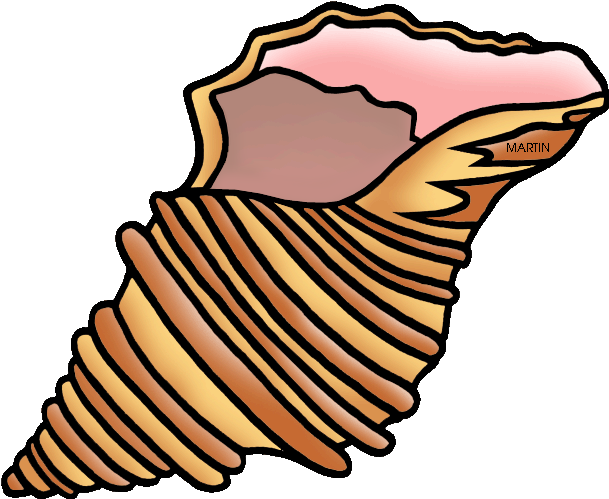 Shell Clipart United States Clip Art Phillip Martin - Whelk Clipart (648x528)