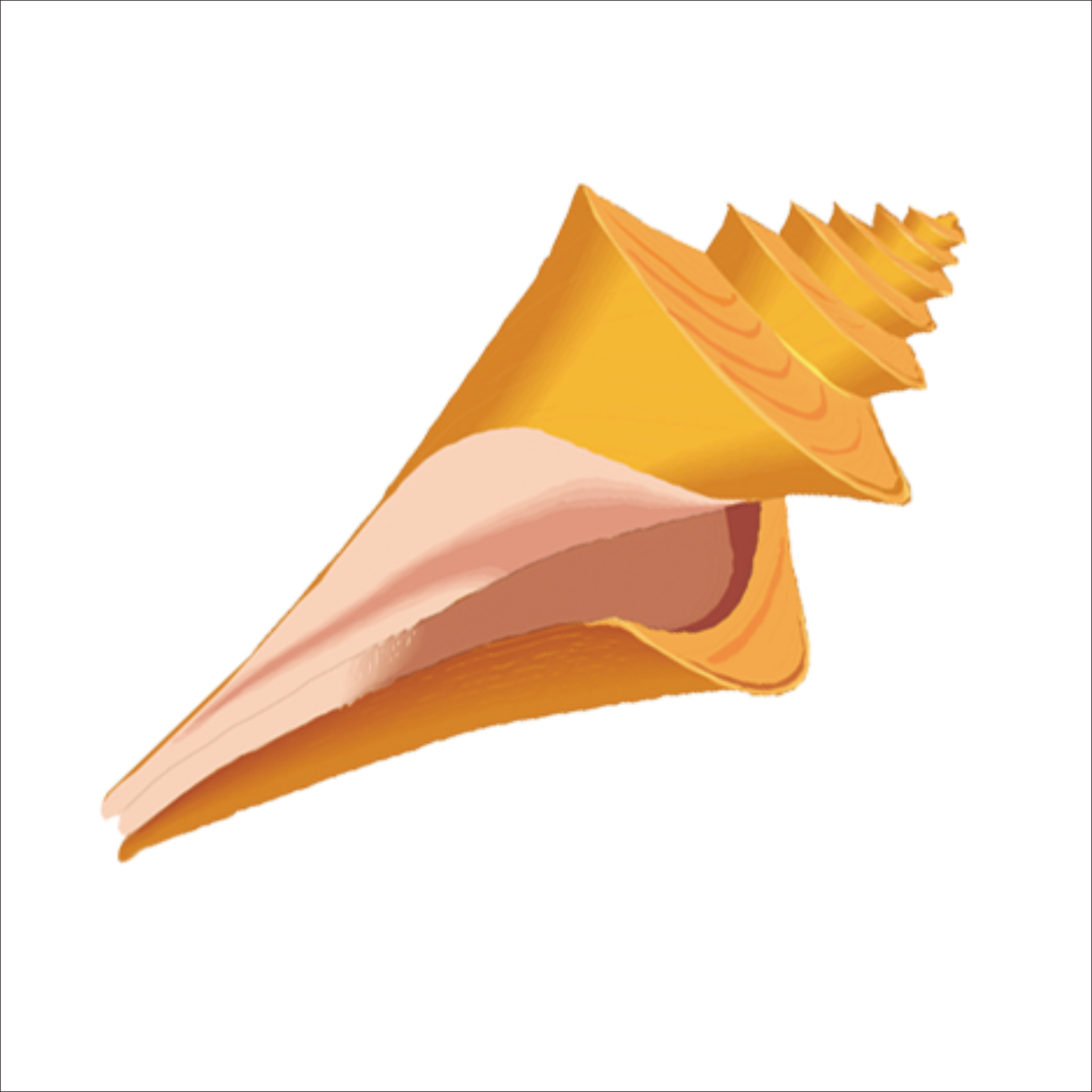 Seashell Mollusc Shell Clip Art - Shell Clipart Png Transparent (1773x1773)